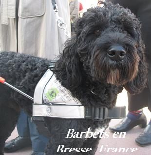 Barbet Chien Guide d'Aveugles