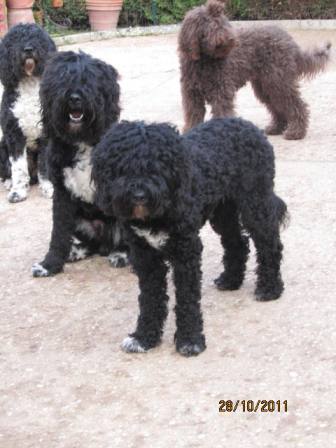 Barbet en Bresse