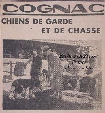 Barbet de chasse